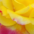 Galben - roz - Trandafir teahibrid - Horticolor